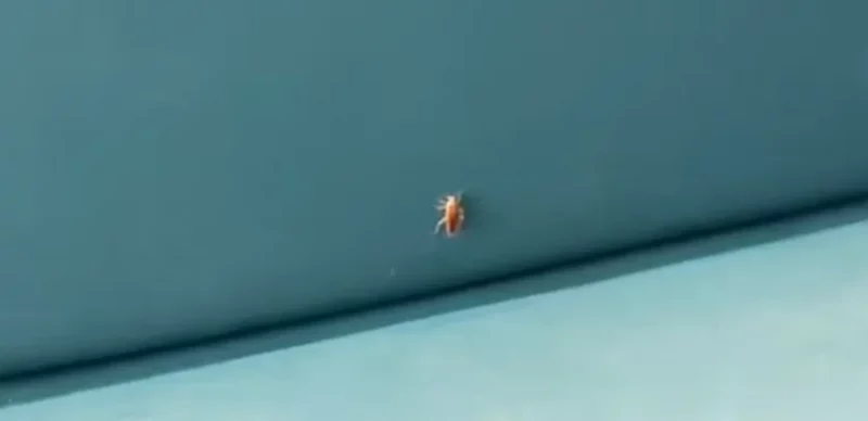 Прусак на фудкорте ў Triniti