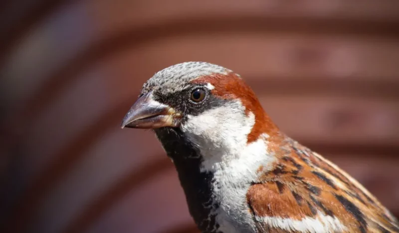 Домовой воробей