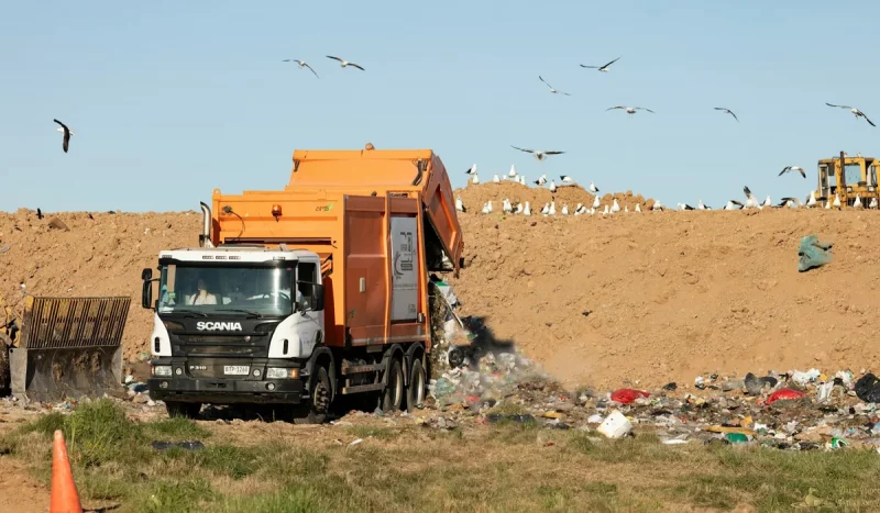 Чайки на городской свалке