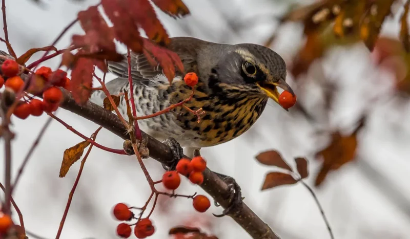 Дрозд-рябинник