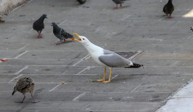 Чайки стали обычным городским видом не только в Гродно