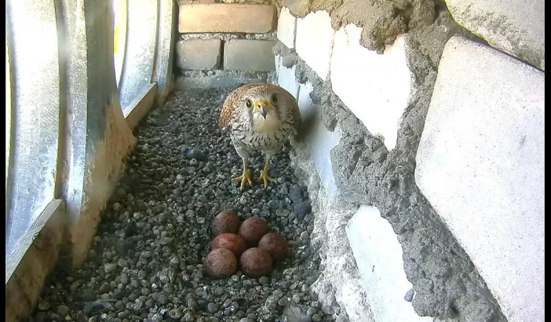 Сокол-пустельга в Бресте