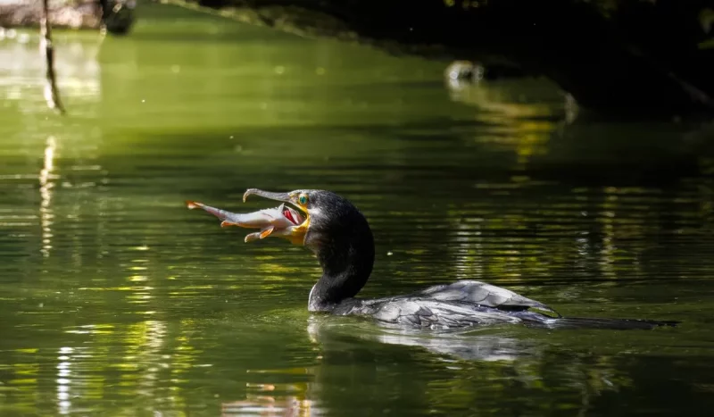 Большой баклан