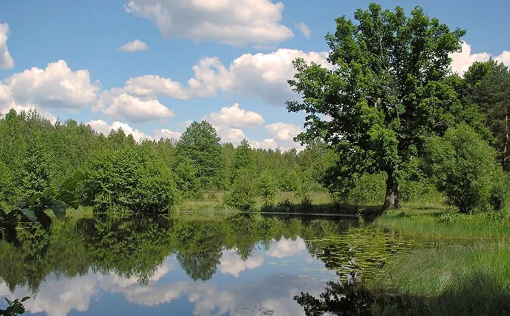 Беловежская пуща. Фото с сайта Национального парка «Беловежская пуща»