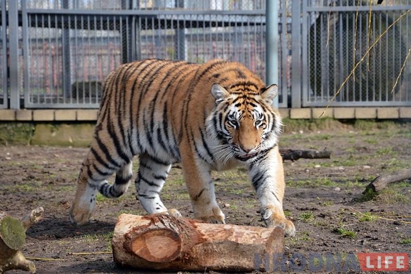 Гродненский зоопарк приглашает отметить первый День рождения тигров Губерта и Хельги Гродненский зоопарк приглашает отметить первый День рождения тигров Губерта и Хельги