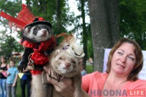 "Собаки с кошками и рядом не стоят". В парке Жилибера знакомили гродненцев с хорьками