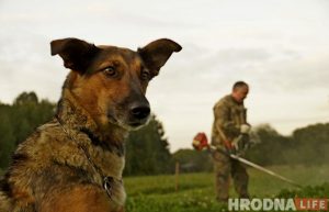 Зачем белкам забор, а колясочникам - пандусы. Коммунальники то слышат Юлию Коледу, то не слышат, а она все равно пишет