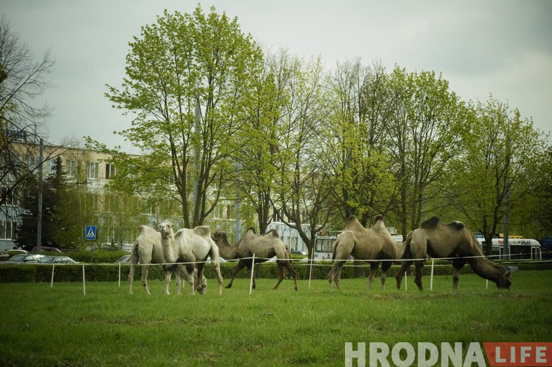 Верблюды, быки, акробаты и клоуны: в Гродно приехал цирк Верблюды, быки, акробаты и клоуны: в Гродно приехал цирк