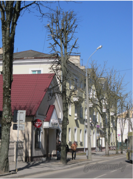 Как спасать больные деревья: "Зеленстрой" с учёными проведут эксперимент. Эколог Лапехо: "Мы били тревогу еще 4 года назад" Как спасать больные деревья: "Зеленстрой" с учёными проведут эксперимент. Эколог Лапехо: "Мы били тревогу еще 4 года назад"