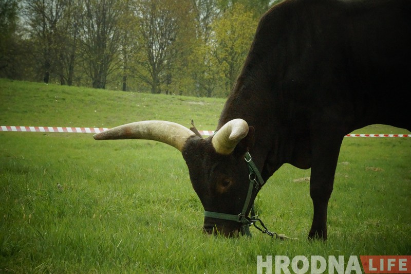Верблюды, быки, акробаты и клоуны: в Гродно приехал цирк Верблюды, быки, акробаты и клоуны: в Гродно приехал цирк