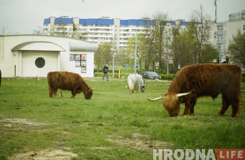 Верблюды, быки, акробаты и клоуны: в Гродно приехал цирк Верблюды, быки, акробаты и клоуны: в Гродно приехал цирк