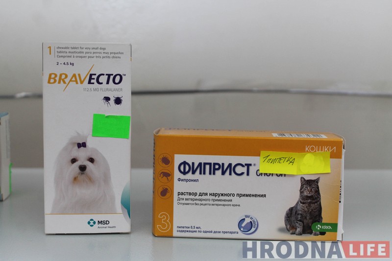 Полезные советы: как защитить домашних животных от клещей и что делать, если клещ уже укусил Полезные советы: как защитить домашних животных от клещей и что делать, если клещ уже укусил