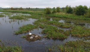 Инфостенды, качели и «сказочные» объекты: в Зельвенском районе появилась новая эко-тропа Инфостенды, качели и «сказочные» объекты: в Зельвенском районе появилась новая эко-тропа