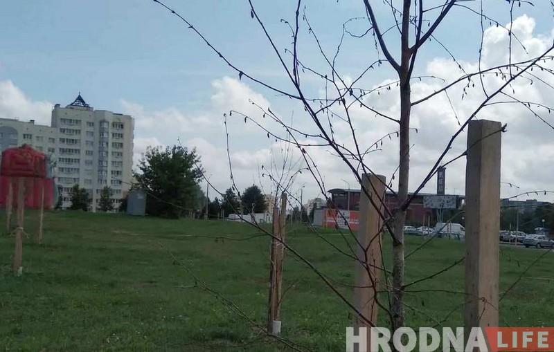 Посадили и забыли. Что случилось с юбилейной аллеей Ленинского района