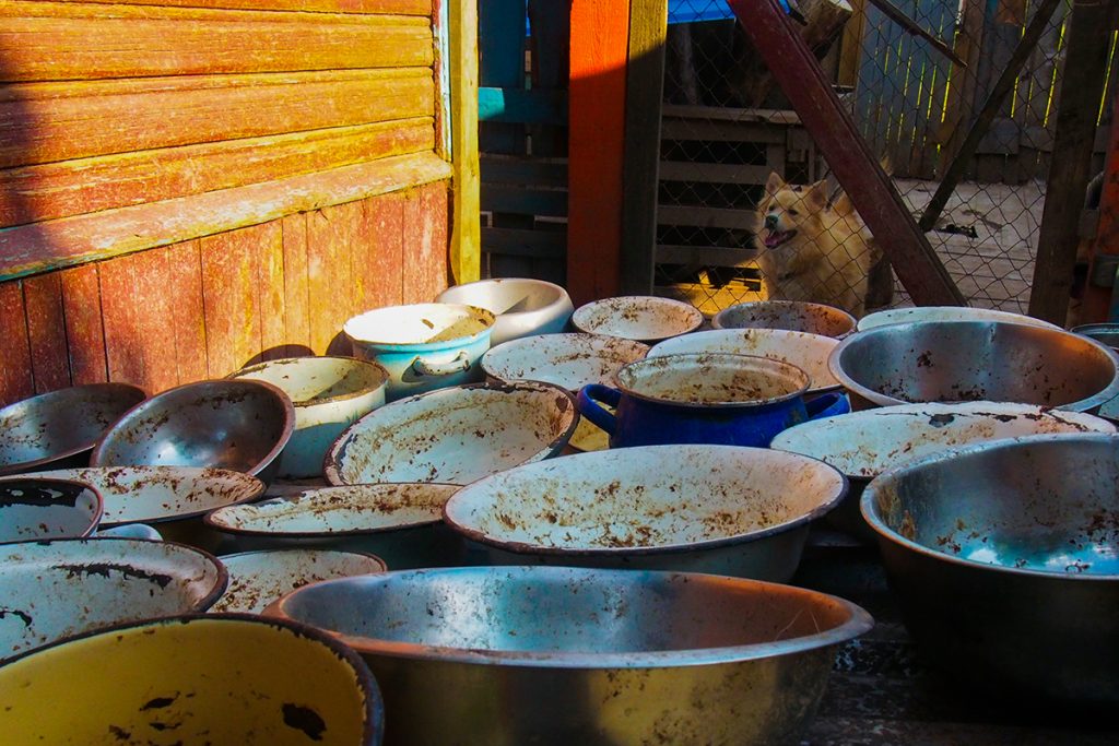 "Собаки интервью не дадут". Фотоистория о жизни приюта для бездомных животных в Гродно