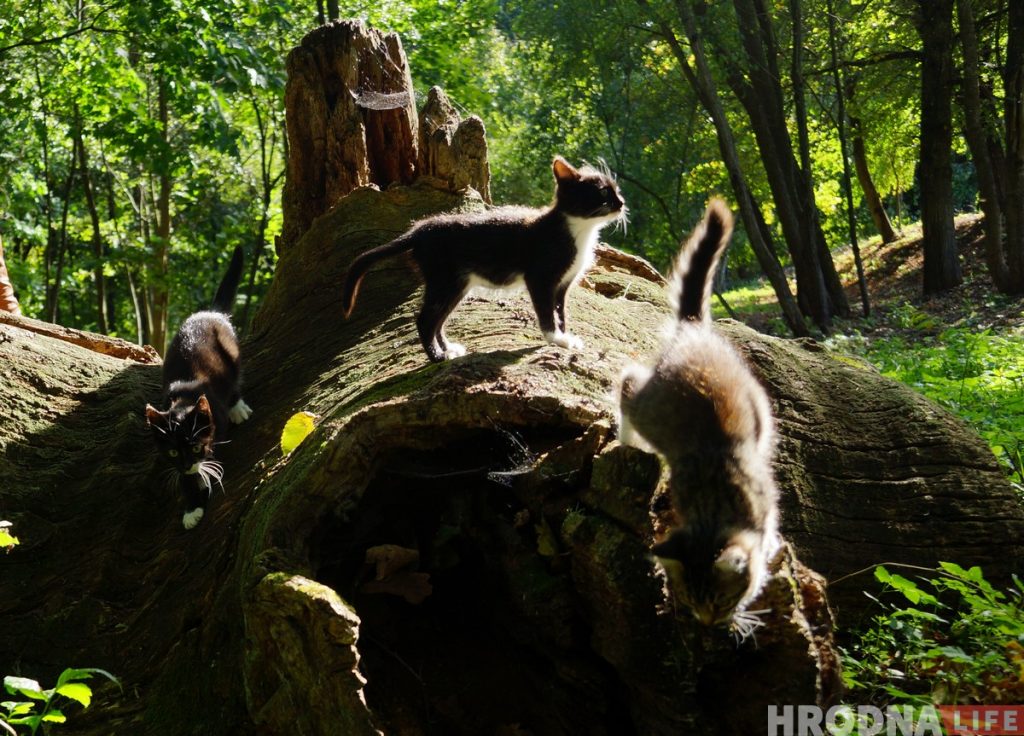 "Нас не ліквідуюць, пакуль не атрымаюць грошы?" У Навагрудскім раёне ўлады разарвалі пагадненне з фондам, які дапамог выйграць грант ЕС