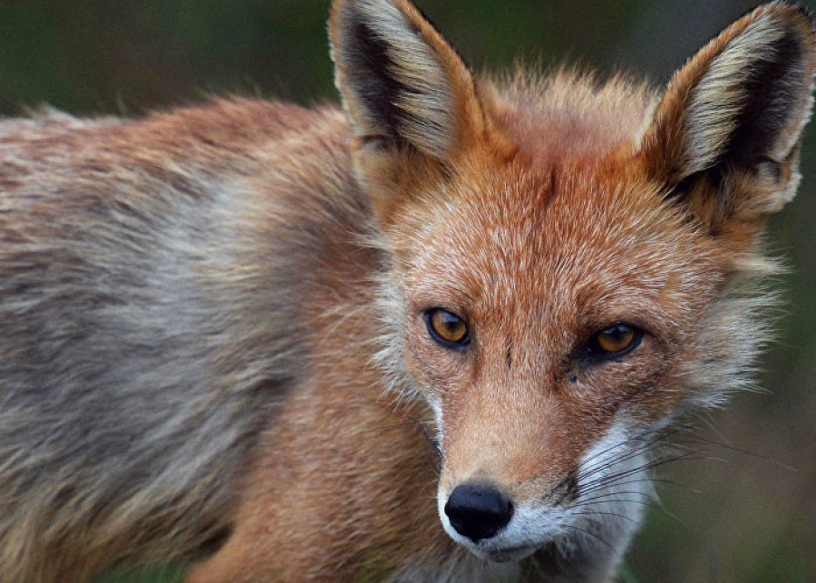 В этот раз лиса. В Гродненском районе зарегистрирован очередной случай бешенства В этот раз лиса. В Гродненском районе зарегистрирован очередной случай бешенства
