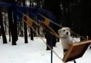 Чего только не увидишь в Гродно: в Пышках гуляет собака, которая любит кататься на качелях 