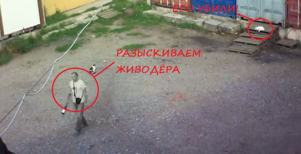 "Это послужит примером для других". Гродненцы про наказание за убийство кота 