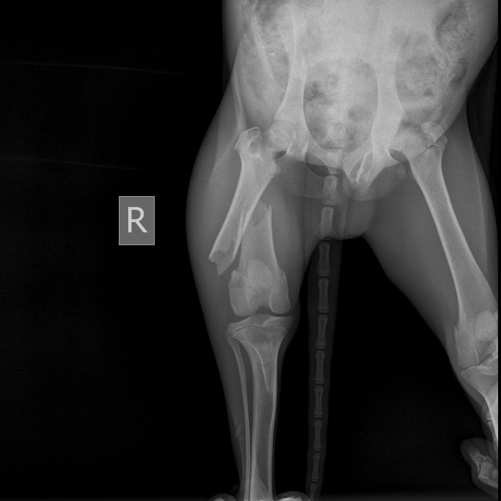 Милиция проводит проверку по делу привязанной в Ольшанке собаки Милиция проводит проверку по делу привязанной в Ольшанке собаки