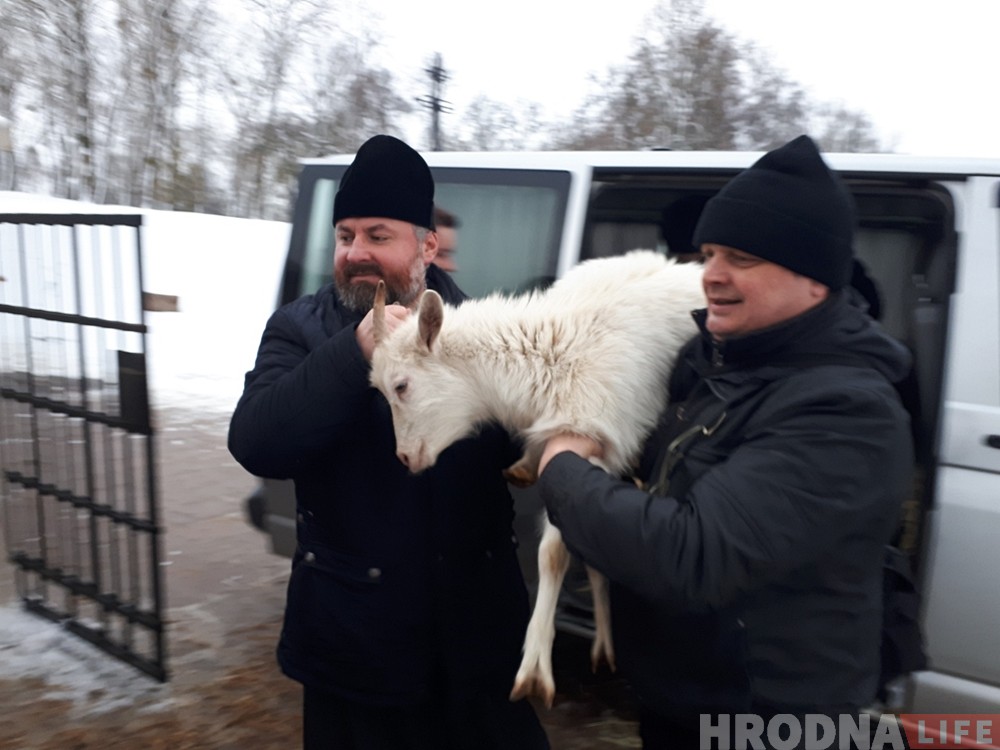 Возле Коложи украшением рождественского вертепа стали живые овечки и козлята Возле Коложи украшением рождественского вертепа стали живые овечки и козлята