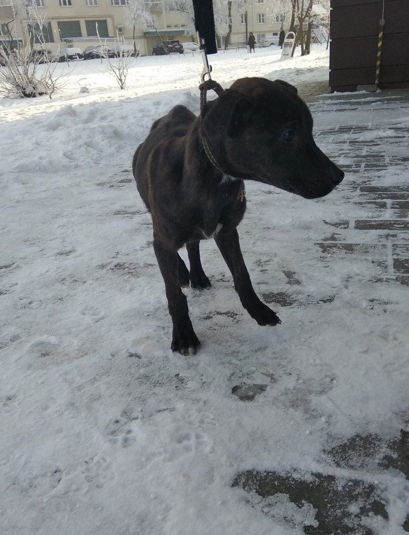 Щенка с поломанной ногой оставили привязанным в поле в Гродно Щенка с поломанной ногой оставили привязанным в поле в Гродно