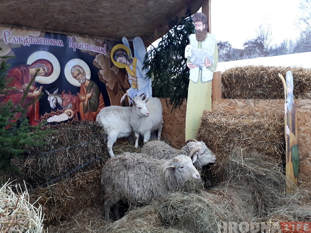 Возле Коложи украшением рождественского вертепа стали живые овечки и козлята Возле Коложи украшением рождественского вертепа стали живые овечки и козлята