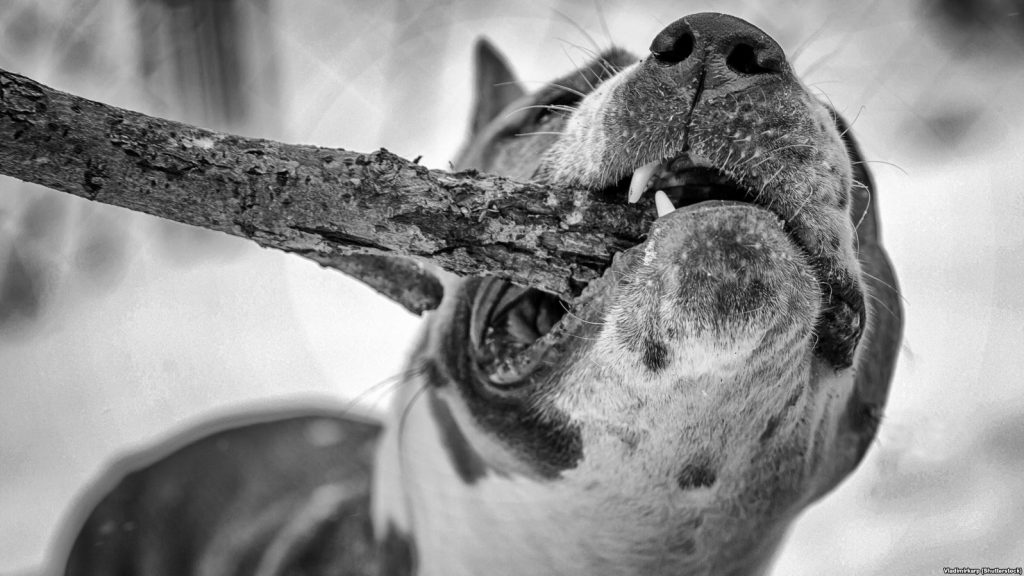 «Вижу, ребенок ручками держит лицо в крови». В Гродно бойцовская собака покусала соседского мальчика