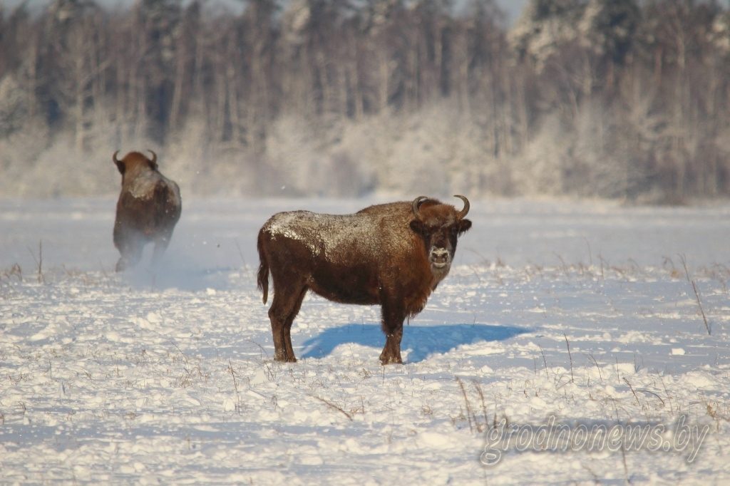 Водителей, которые наехали на зубра, не накажут. Зубров планируют переселить