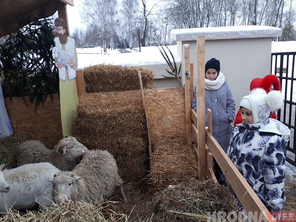 Возле Коложи украшением рождественского вертепа стали живые овечки и козлята Возле Коложи украшением рождественского вертепа стали живые овечки и козлята