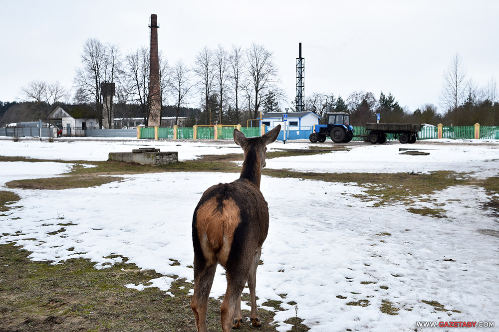 Умиление: олениха пришла к людям угощаться с рук