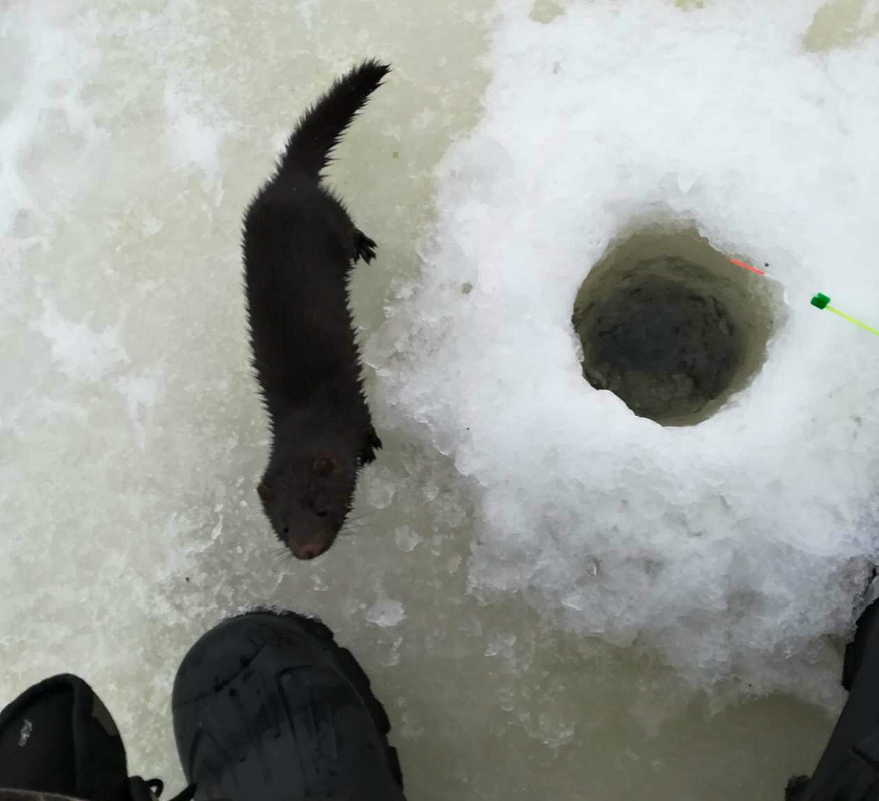 Выдра пришла угоститься на рыбалку в Слонимском районе Выдра пришла угоститься на рыбалку в Слонимском районе