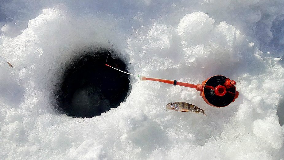 Выдра пришла угоститься на рыбалку в Слонимском районе Выдра пришла угоститься на рыбалку в Слонимском районе