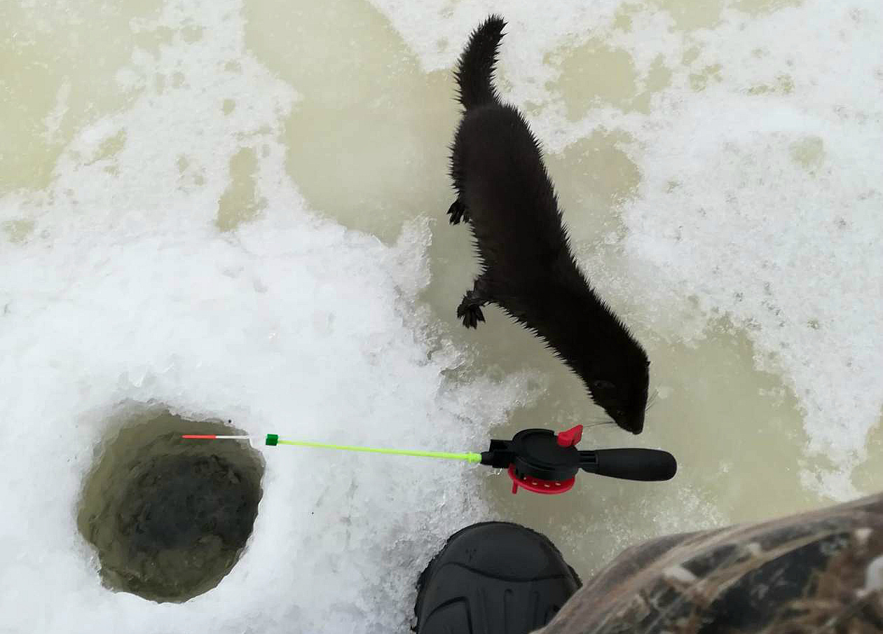 Выдра пришла угоститься на рыбалку в Слонимском районе Выдра пришла угоститься на рыбалку в Слонимском районе