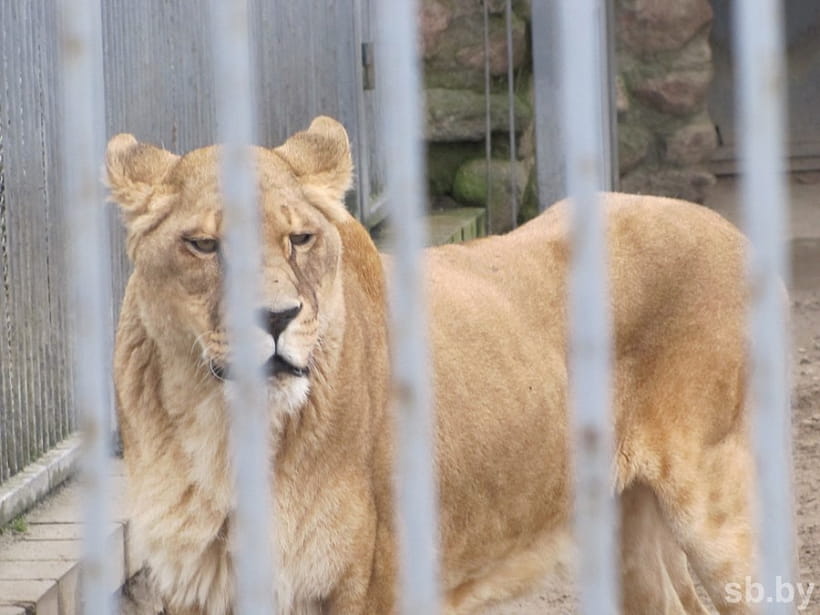 В Гродненском зоопарке завершается зимовка. Верблюд вышел в вольер, а медведи еще спят В Гродненском зоопарке завершается зимовка. Верблюд вышел в вольер, а медведи еще спят