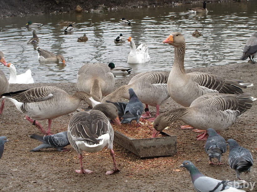 В Гродненском зоопарке завершается зимовка. Верблюд вышел в вольер, а медведи еще спят В Гродненском зоопарке завершается зимовка. Верблюд вышел в вольер, а медведи еще спят