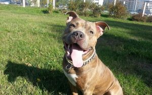 После нападения собаки на ребенка прокуратура проверила условия содержания животных