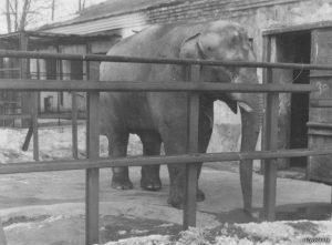 Нужно ли кормить птиц в городе? Объясняет Дмитрий Винчевский