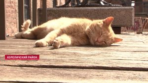 В Мирском замке собираются оформить на работу двух котов В Мирском замке собираются оформить на работу двух котов