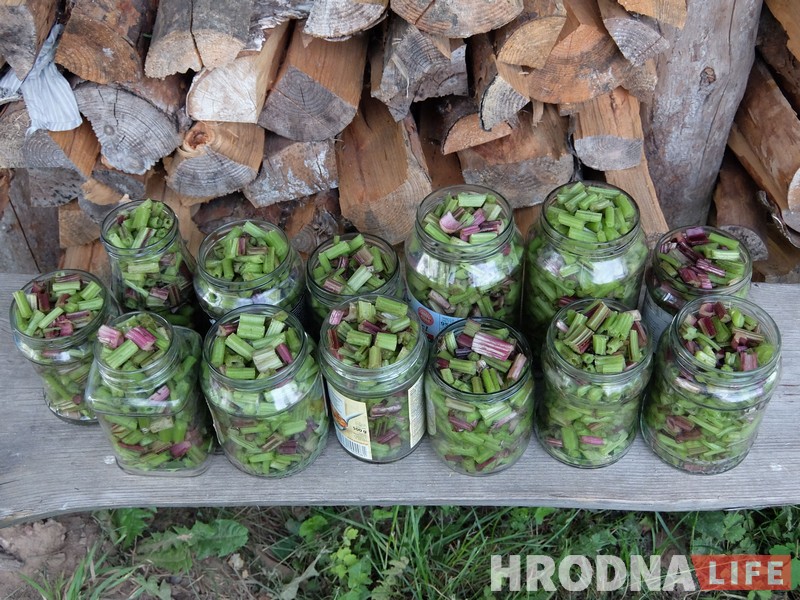 Трава у дома: гродненка 5 лет готовит сорняки и готова поделиться рецептами Трава у дома: гродненка 5 лет готовит сорняки и готова поделиться рецептами