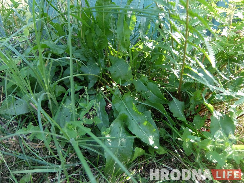 Трава у дома: гродненка 5 лет готовит сорняки и готова поделиться рецептами Трава у дома: гродненка 5 лет готовит сорняки и готова поделиться рецептами