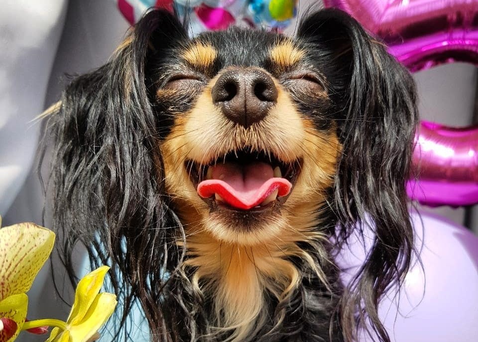 «Он у меня будущий бизнесмен». Зачем гродненцы создают Instagram своим животным «Он у меня будущий бизнесмен». Зачем гродненцы создают Instagram своим животным