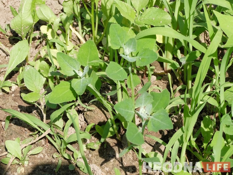 Трава у дома: гродненка 5 лет готовит сорняки и готова поделиться рецептами Трава у дома: гродненка 5 лет готовит сорняки и готова поделиться рецептами