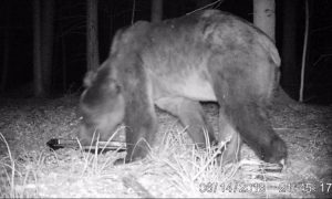 В Беловежскую пущу пришел медведь В Беловежскую пущу пришел медведь