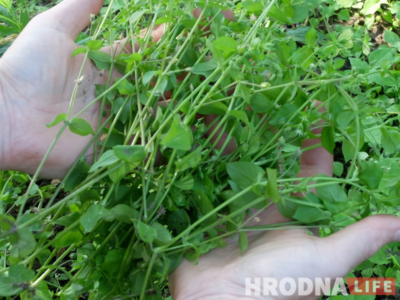 Трава у дома: гродненка 5 лет готовит сорняки и готова поделиться рецептами Трава у дома: гродненка 5 лет готовит сорняки и готова поделиться рецептами