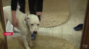 Собака в Гродно покусала 7-летнюю девочку. В этом году она же разорвала лицо соседскому мальчику