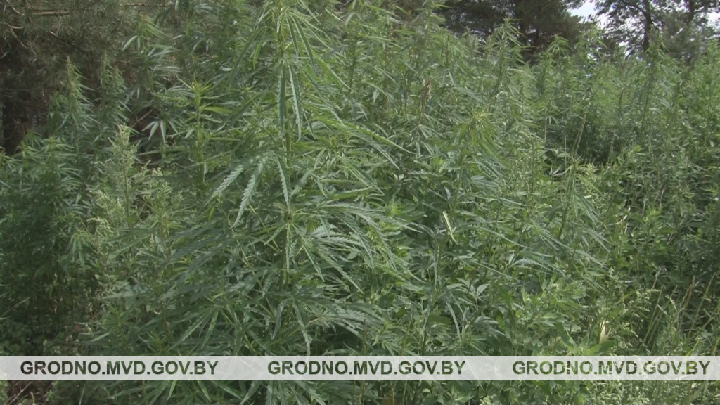 Под Гродно уничтожили конопляное поле Под Гродно уничтожили конопляное поле