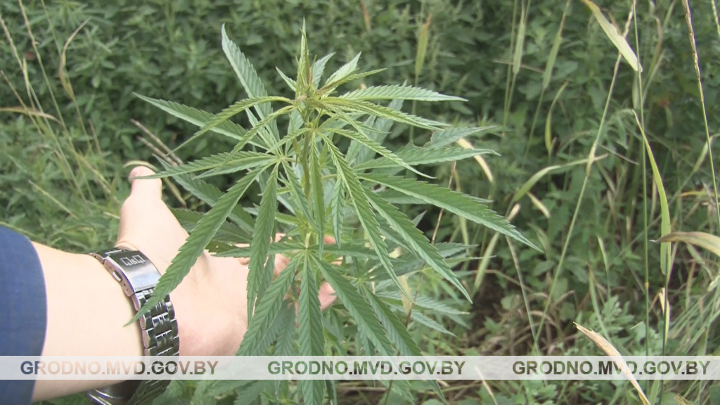 Под Гродно уничтожили конопляное поле Под Гродно уничтожили конопляное поле