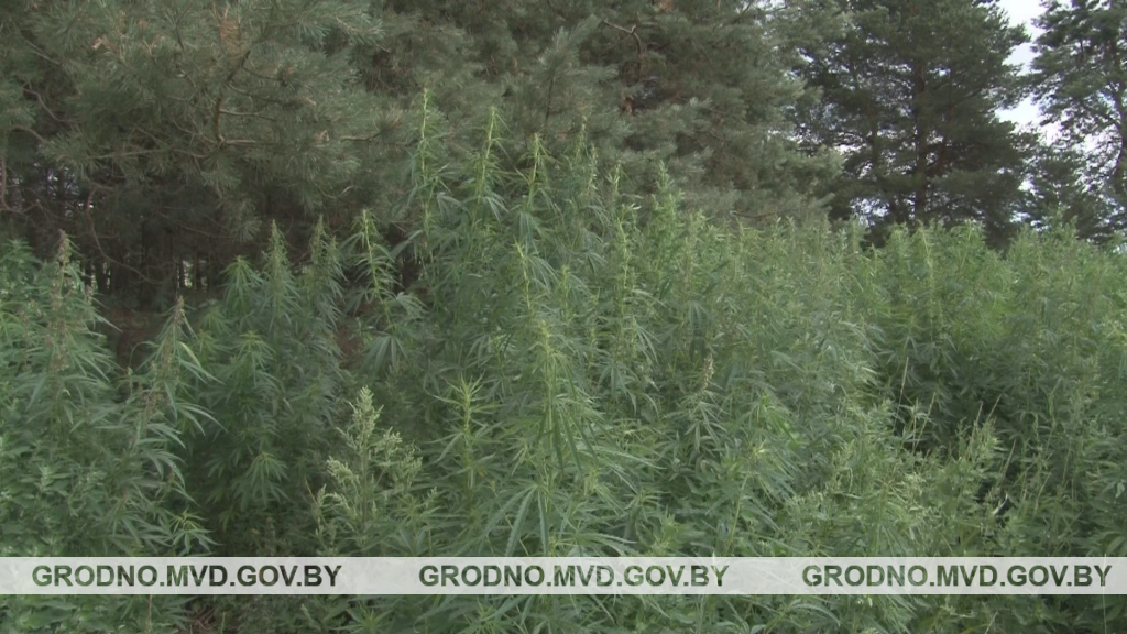 Под Гродно уничтожили конопляное поле Под Гродно уничтожили конопляное поле
