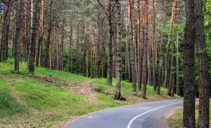 Когда и где в Гродно будут повторно обрабатывать зоны отдыха против клещей?